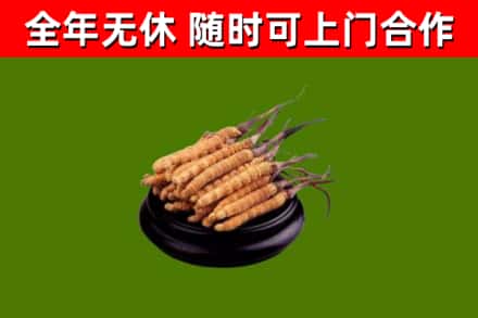 德兴回收散虫草