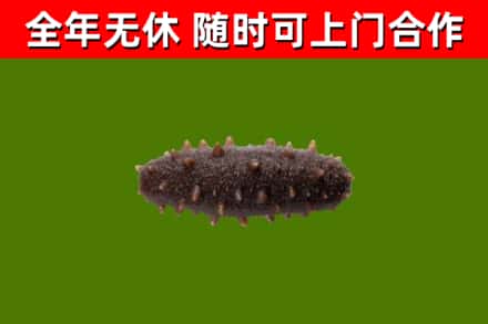 德兴回收海参干